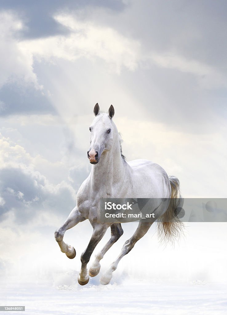 Garanhão branco - Royalty-free Cavalo branco Foto de stock