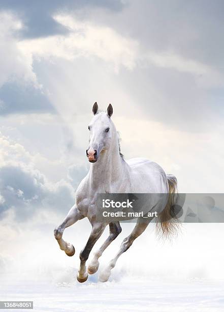 Garanhão Branco - Fotografias de stock e mais imagens de Cavalo branco - Cavalo branco, Cavalo - Família do Cavalo, Correr