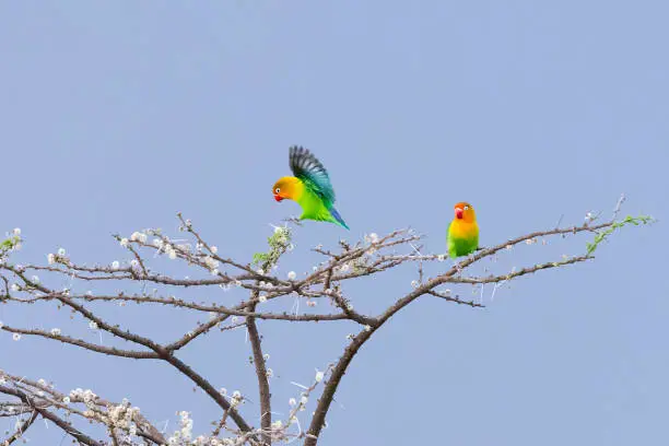 Photo of Fischer's lovebirds in Africa