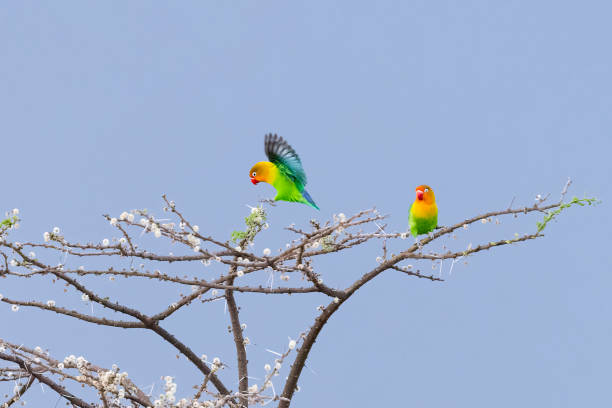 fischer's lovebirds in africa - inseparável de fisher imagens e fotografias de stock