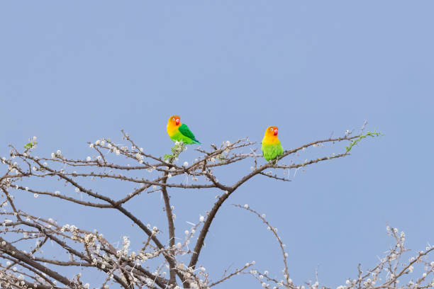 Lovebird - Agapornis portrait