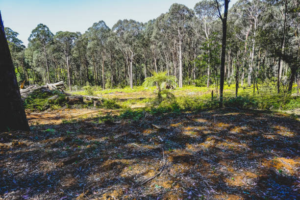 熱帯雨林の森林破壊地域。 - eucalyptus tree tree australia tropical rainforest ストックフォトと画像