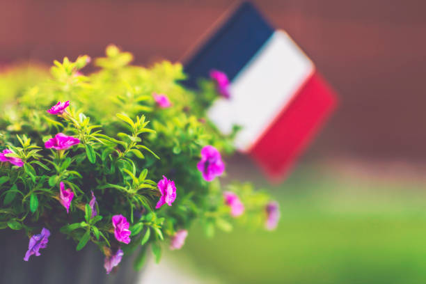 French flag amongst flowering petunia plant in a back yard