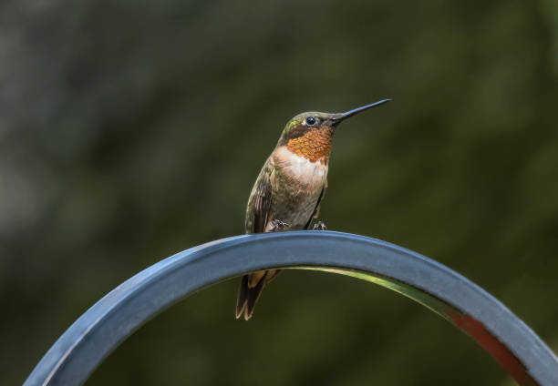 istock Beautiful male ruby-throated hummingbird  perching 1368485090