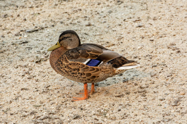 istock Female mallard duck 1368485103