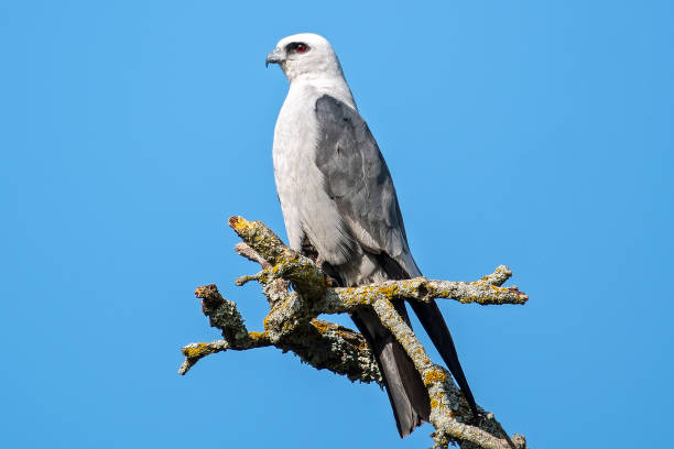Kite Bird Stock Photos, Pictures & Royalty-Free Images - iStock Kite Bird Stock Photos, Pictures & Royalty-Free Images - iStock