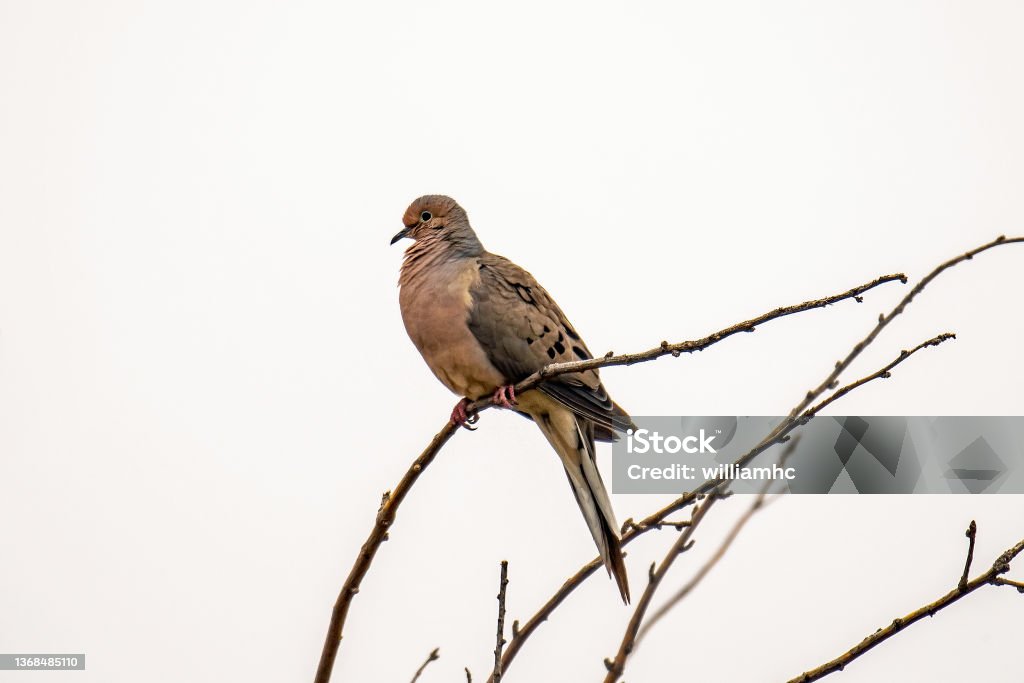 Mourning dove Mourning dove, a graceful, slender-tailed dove that is abundant in North America Mourning Dove Stock Photo