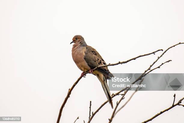 Mourning Dove Stock Photo - Download Image Now - Mourning Dove, Perching, Dove - Bird