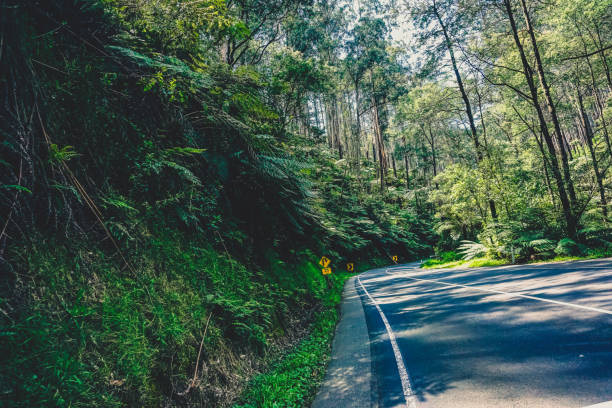 istock A road through the rainforest in Australia. 1368487806