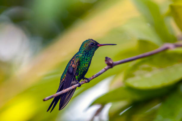 istock blue-chinned sapphire ,Chlorestes notata is a hummingbird 1368488756