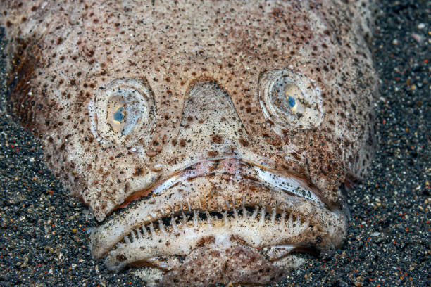 Whitemargin stargazer ,Uranoscopus sulphureus, Whitemargin stargazer ,Uranoscopus sulphureus, is a fish of family Uranoscopidae, widespread in the Indopacific: stargazer fish stock pictures, royalty-free photos & images