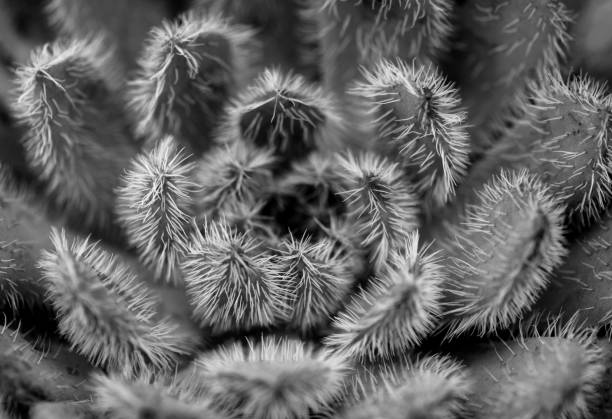 istock Abstract Black And White Succulent Cactus Plant 1368488882