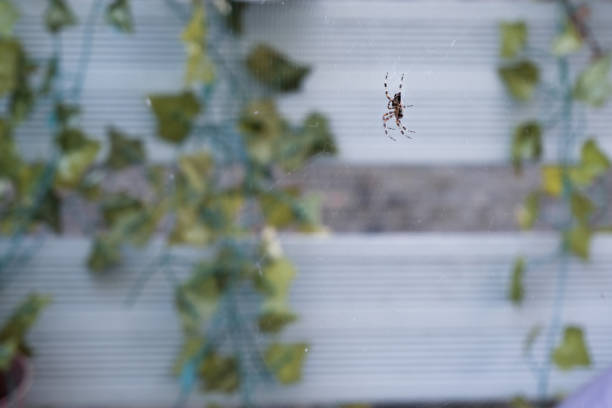 Close up shot of a garden spider sitting on a spider web on the terrace