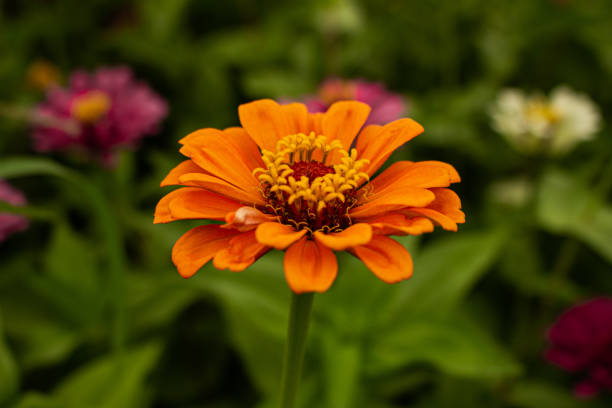istock Orange zinnia flower 1368489199
