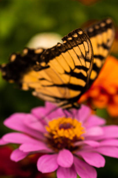 istock Butterfly on pink zinnia flower 1368489781