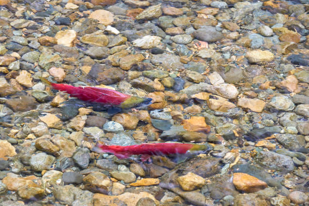 istock Spawning Sockeye Salmon Pairs 1368489997