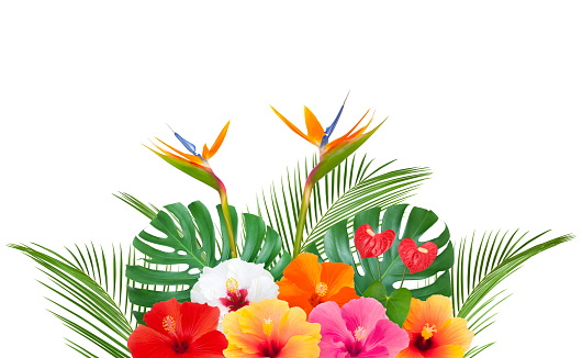 Colorful tropical bouquet with palm leaves, monstera, hibiscus, anthurium and bird of paradise flowers isolated on white