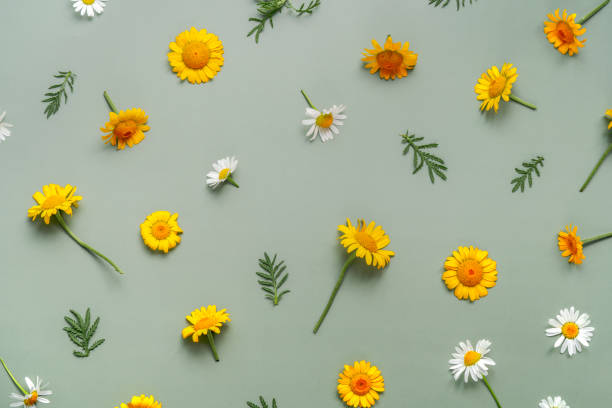 istock Green background with chamomiles. Wildflowers. Flat layer, top view. 1368491661