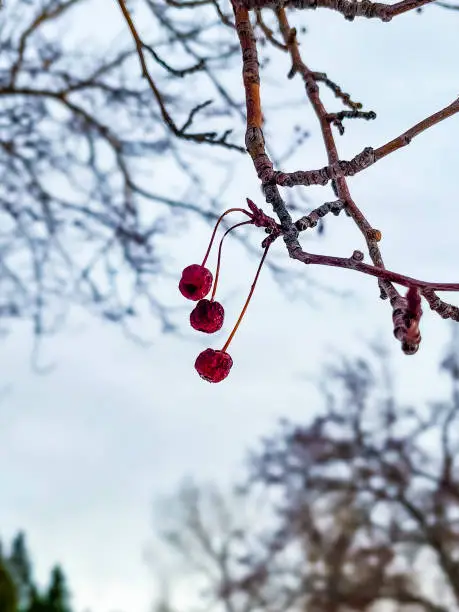 Berries hanging from a tree in a frozen park