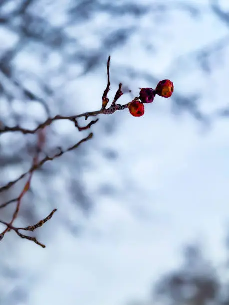 Simple portrait close up of red berries on a branch during winter. Blurred background.