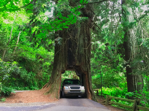 Car going thru Redwood Tree