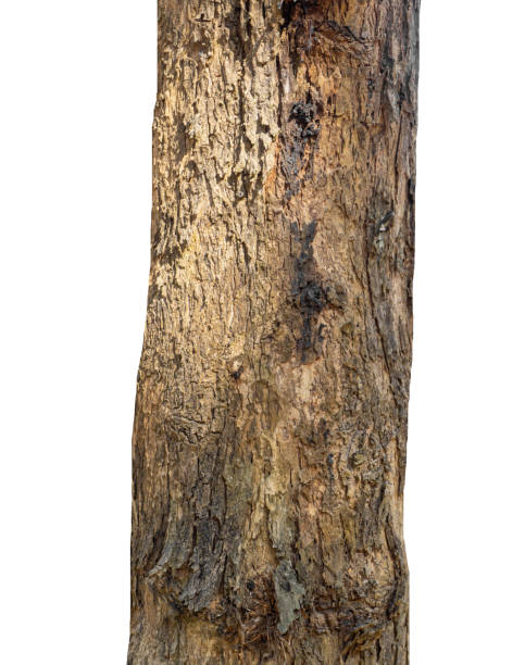 istock Trunk of a Tree Isolated On White Background 1368494894