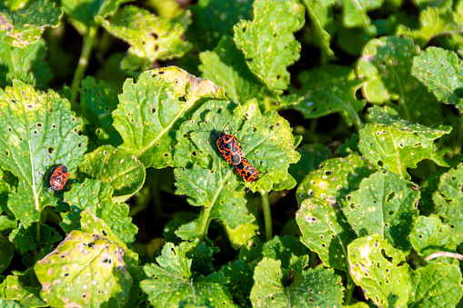 The soldier bug breeds while sitting on a rapeseed leaf planted as green manure to improve soil structure, selective focus