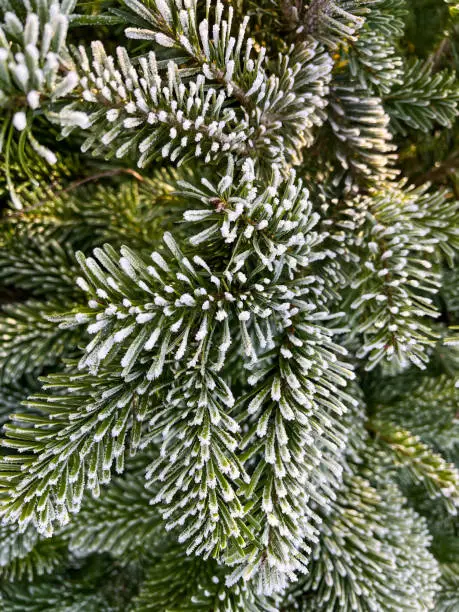 Photo of Frozen needles of a fir.