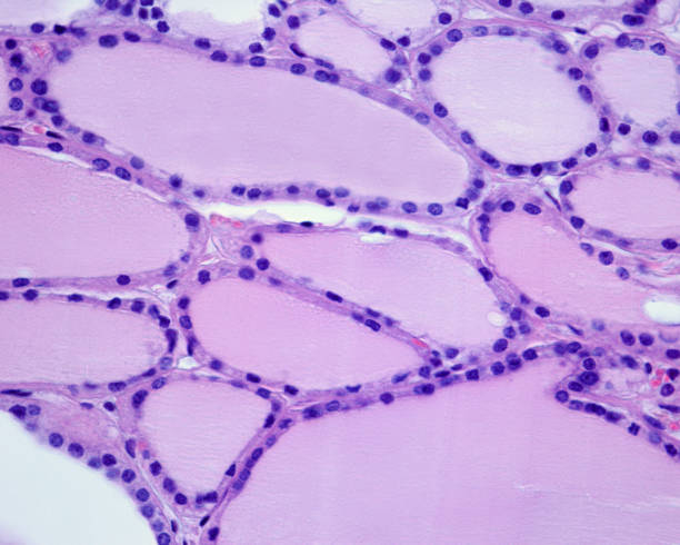 istock Human thyroid gland. Thyroid follicle epithelium 1368498233