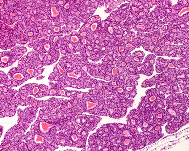 Thyroid gland. Follicles Cat thyroid gland. In this species, the follicles have a small average size, so much so that, at times, they do not seem to exist. The visible colloid in the follicles shows a slight retraction, being separated from the epithelium. The "u201creabsorption vacuoles"u201d (clear rounded "u201cpunched out"u201d areas generally located at the edge of the colloid) stand out, formerly interpreted as evidence of colloid reabsorption by thyrocytes. colloid stock pictures, royalty-free photos & images