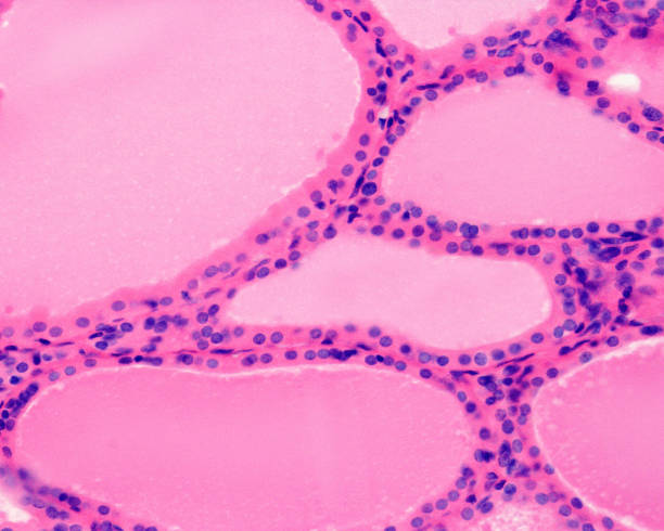 Human thyroid gland. Thyroid follicle epithelium Thyroid follicles with an epithelium formed by flattened thyrocytes, cubic in shape. The colloid shows a homogeneous appearance and fills the entire follicular cavity. colloid stock pictures, royalty-free photos & images