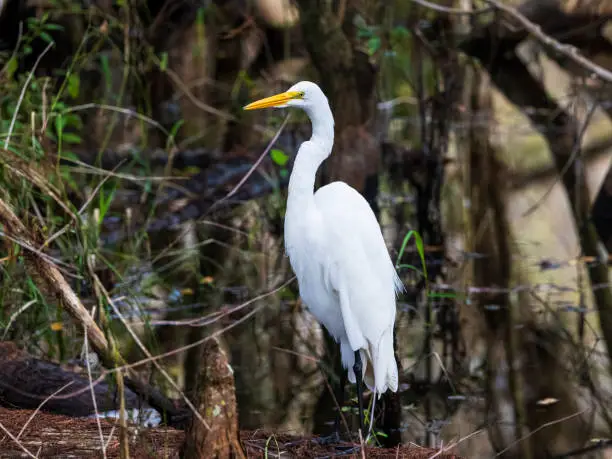 Photo of Great Egret three quarter view at Big Cypress National Preserve on Kirby Storter Boardwalk