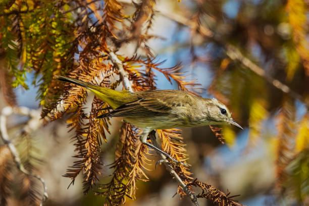 istock Palm Warbler in Cedar tree at Big Cypress National Preserve 1368499078