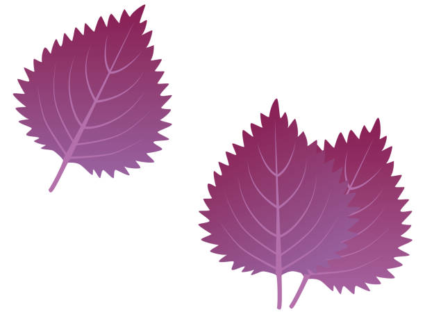 einfache rote perillablätter. japanisches kraut. aka-shiso. - shiso stock-grafiken, -clipart, -cartoons und -symbole