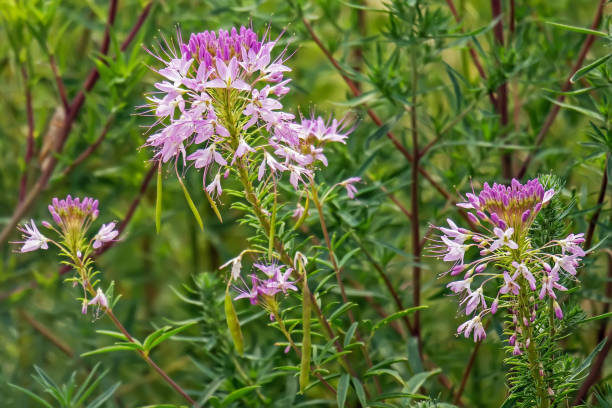 istock Rocky Mountain bee plant 1368500122