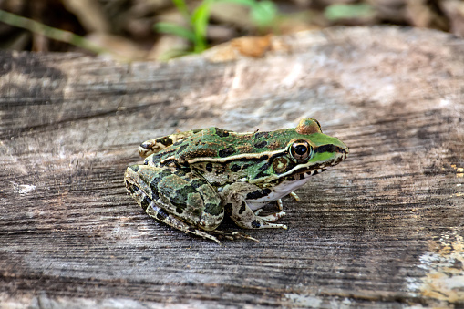 Southern leopard frog, a frog with spots on its back resembling those of a leopard