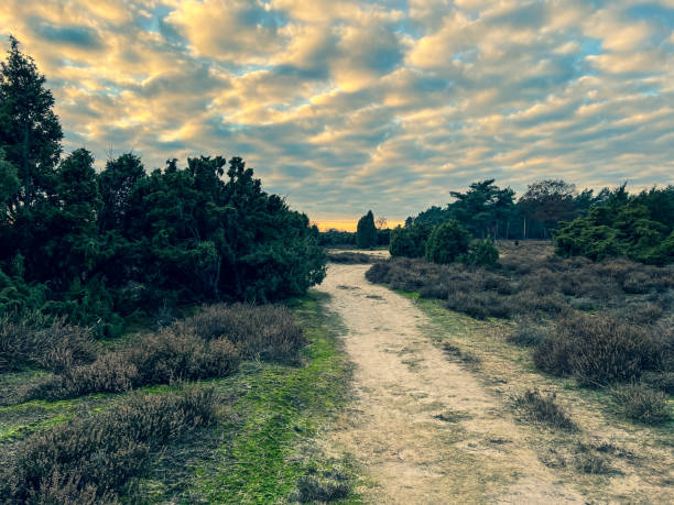 istock A path through the heathland in cold weather in winter in Germany. 1368501622