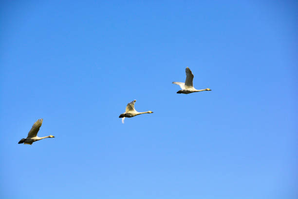 istock Flock of swans flying in the blue sky 1368501758