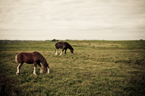Lonely horses eating grass on a green background.