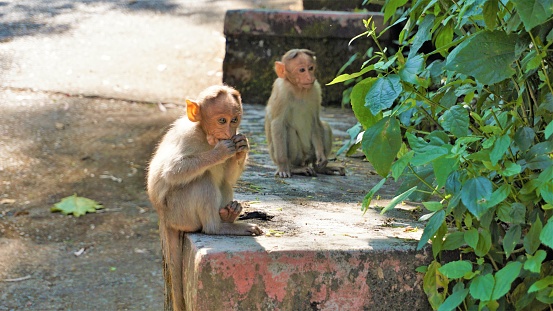 Twin baby monkeys sitting on a wall