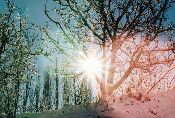 sun flare between branches of the tree in winter