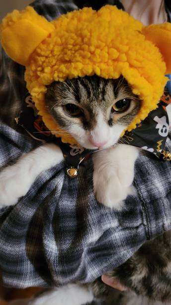 istock Animals in many habitats 1368503443