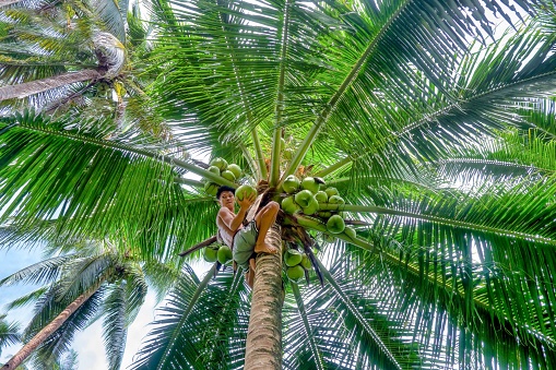 Puerto Galera, Philippines - October 21, 2021. A Filipino man, wearing shorts and bare feet, has climbed to the top of a palm tree and is holding a green coconut he has just cut for drinking.