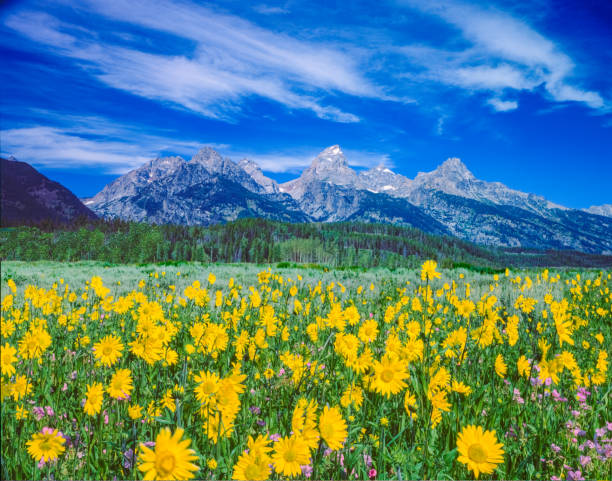 istock Springtime wildflowers in the Rocky Mountains, WY 1368504929
