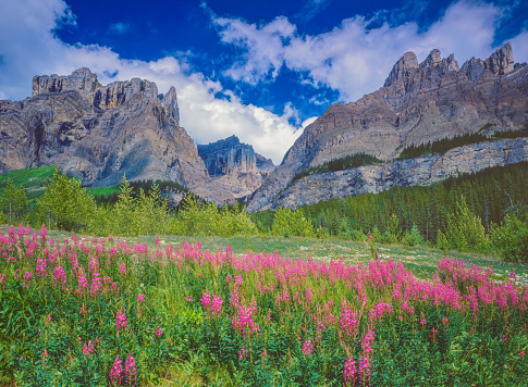Wildflowers with the Sievers Mountains Maroon Bells-Snowmass Wilderness Colorado