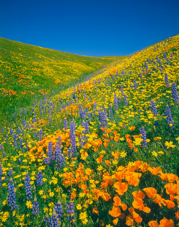 Hilltop covered with a super bloom of poppies along the San Andreas Fault, CA