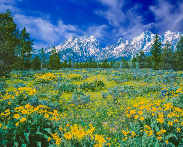istock Springtime wildflowers in the Rocky Mountains, WY 1368504944