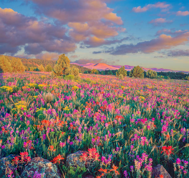 Sedona Cactus Flowers, Arizona