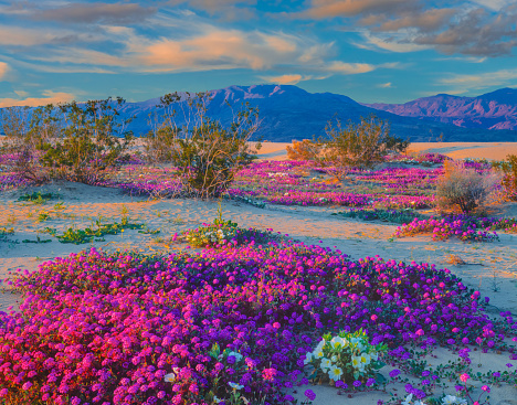 Sand Verbena glow with late afternoon light in the desert of Californian at Anza Borrego State Park. CA