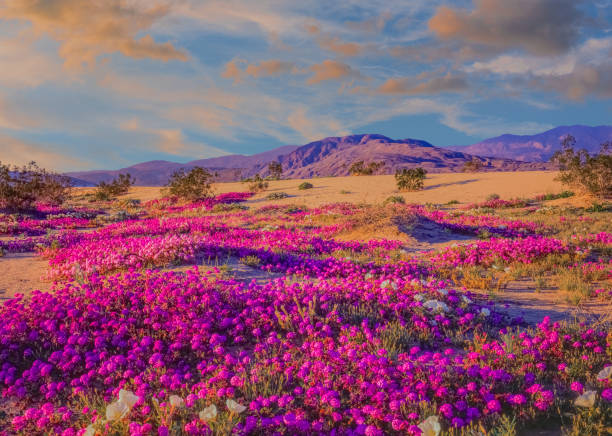 Spring desert wildflowers in Anza Borrego Desert State Park, CA Sand Verbena glow with late afternoon light in the desert of Californian at Anza Borrego State Park. CA anza borrego desert state park stock pictures, royalty-free photos & images